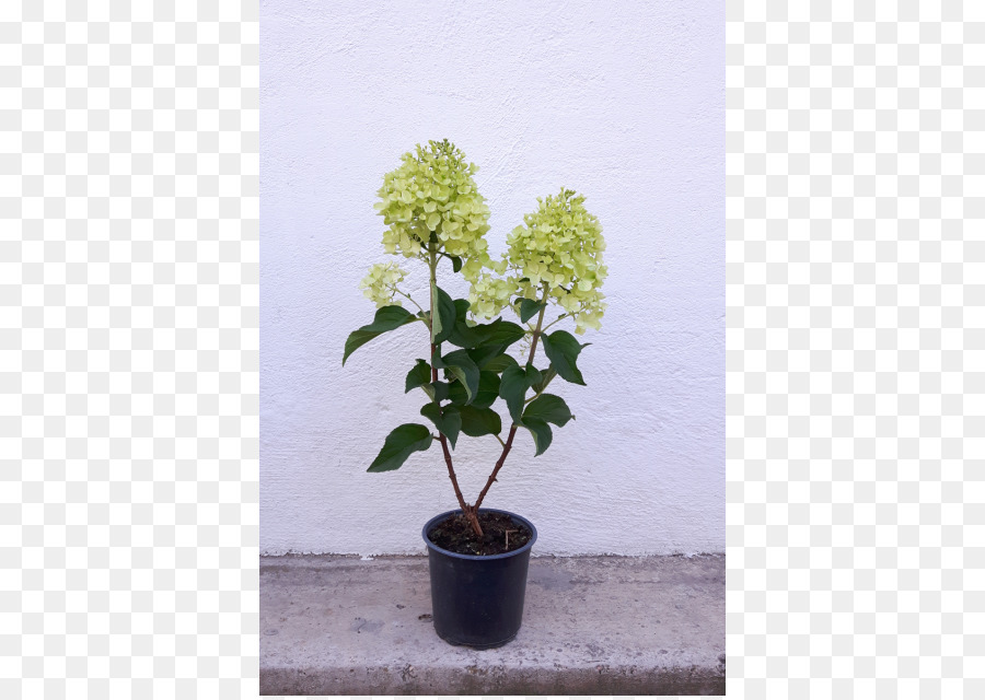 Hortensia，Maceta PNG