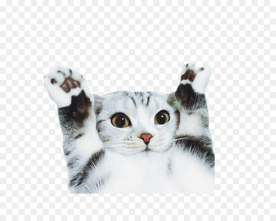 Gato，Mascota PNG