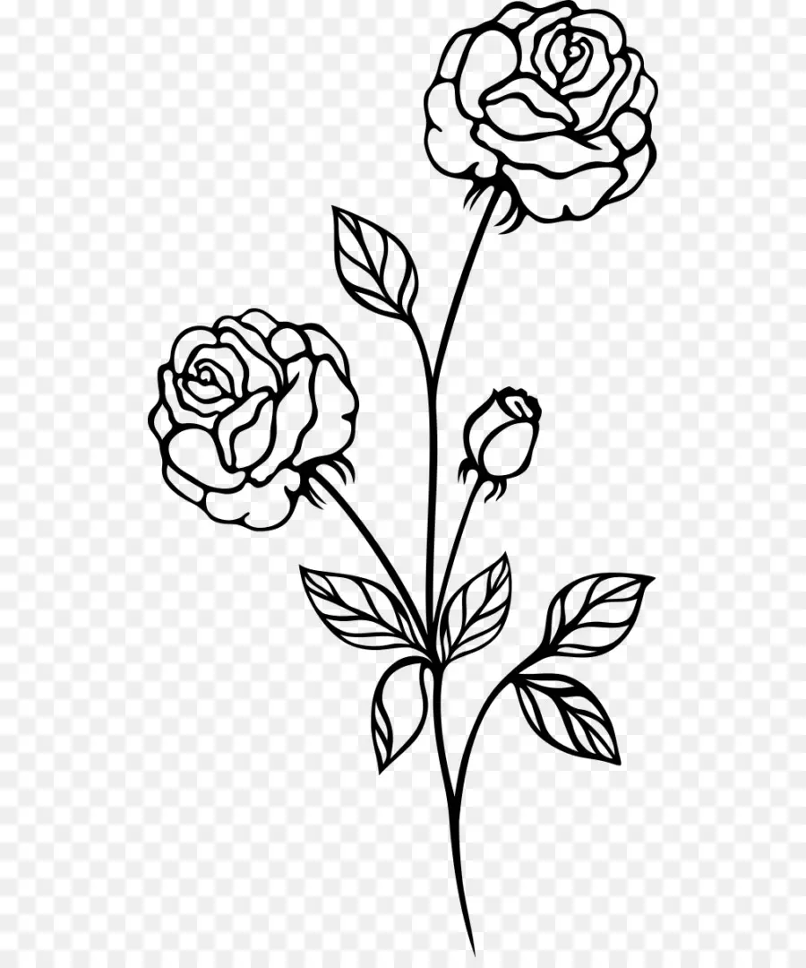 Rosa Blanca Y Negra，Planta PNG