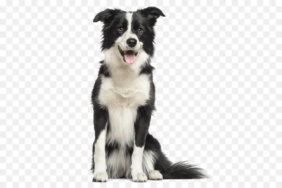 Border Collie，Collie áspero PNG