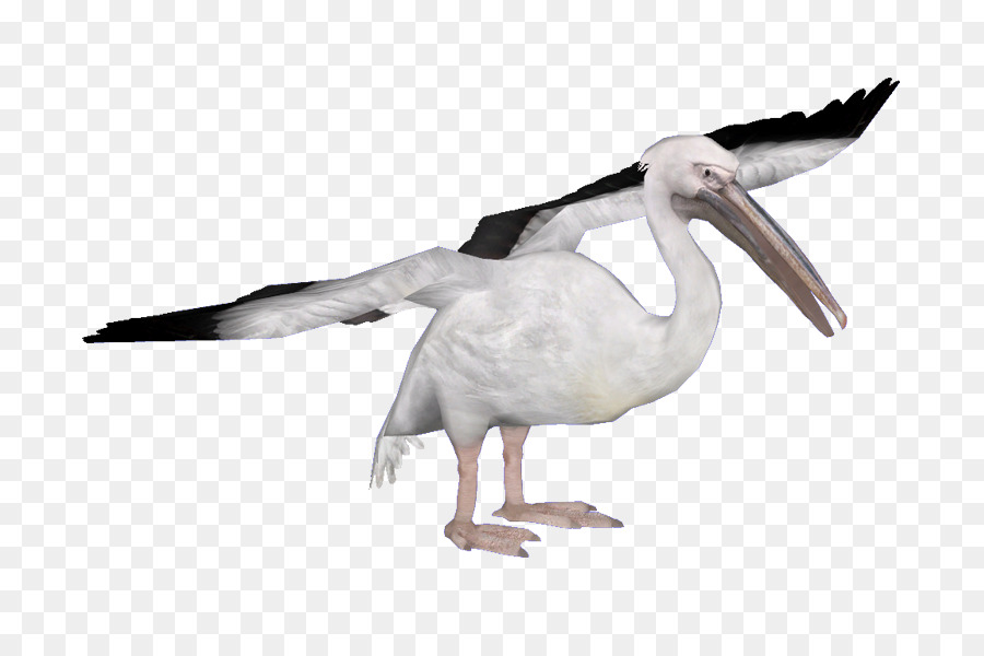 Heron，Aves PNG