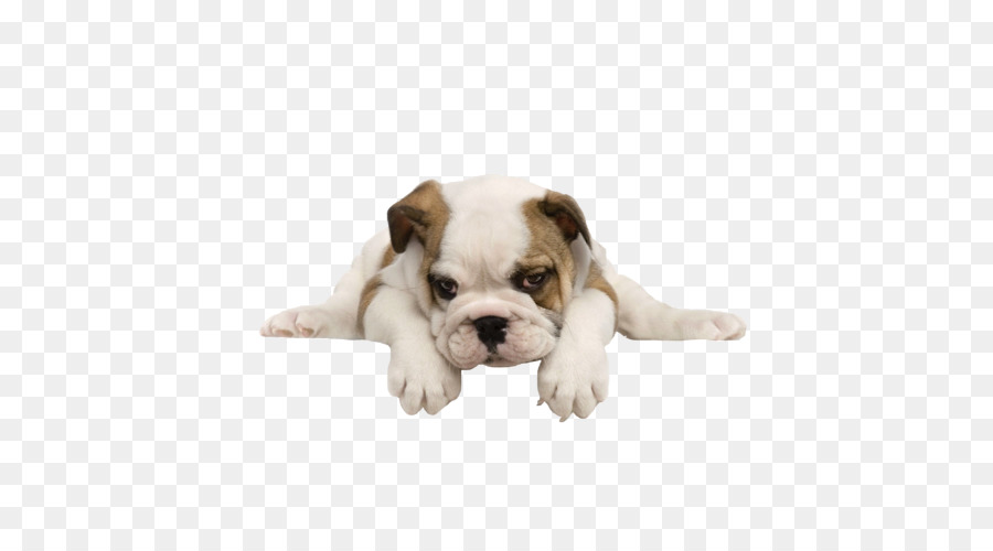 Cachorro Bulldog，Perro PNG