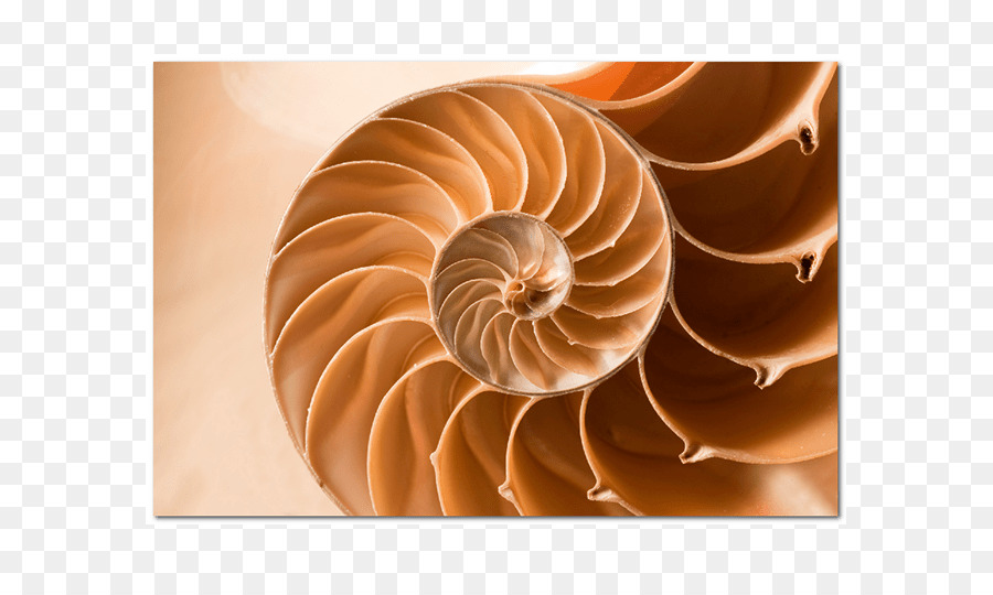 Fractal，Una Fotografía De Stock PNG