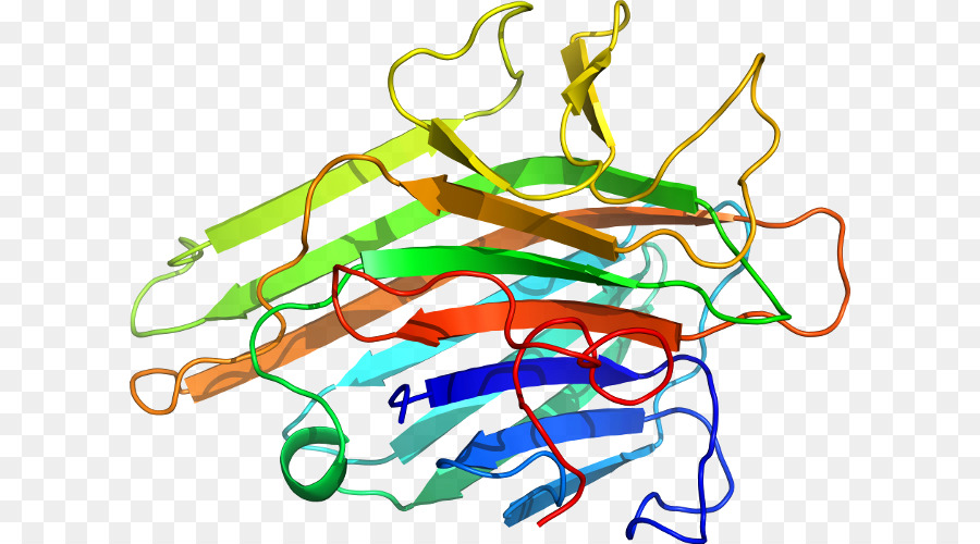 Estructura De La Proteína，Biología PNG