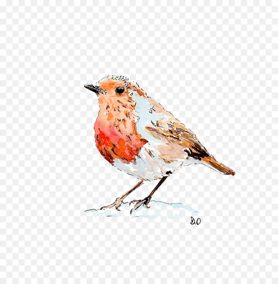 Europea Robin，Dibujo PNG