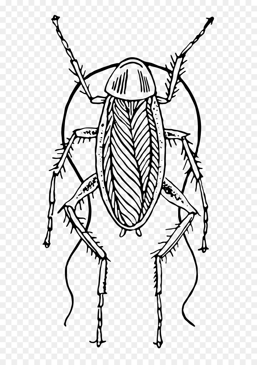 Cucaracha，Bicho PNG