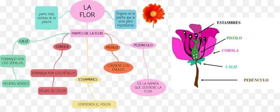 Flor，Mapa PNG