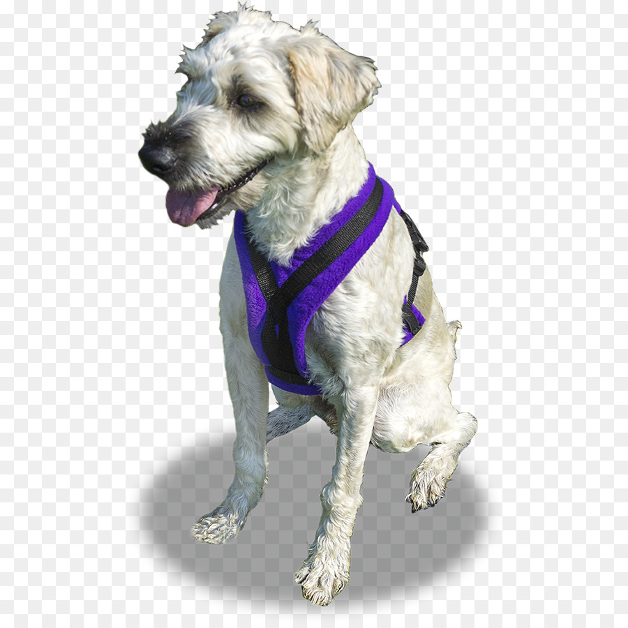 Schnoodle，Raza De Perro PNG