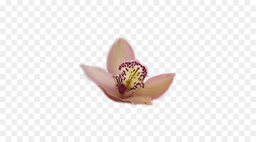 Orquídeas De Polilla，Lila PNG