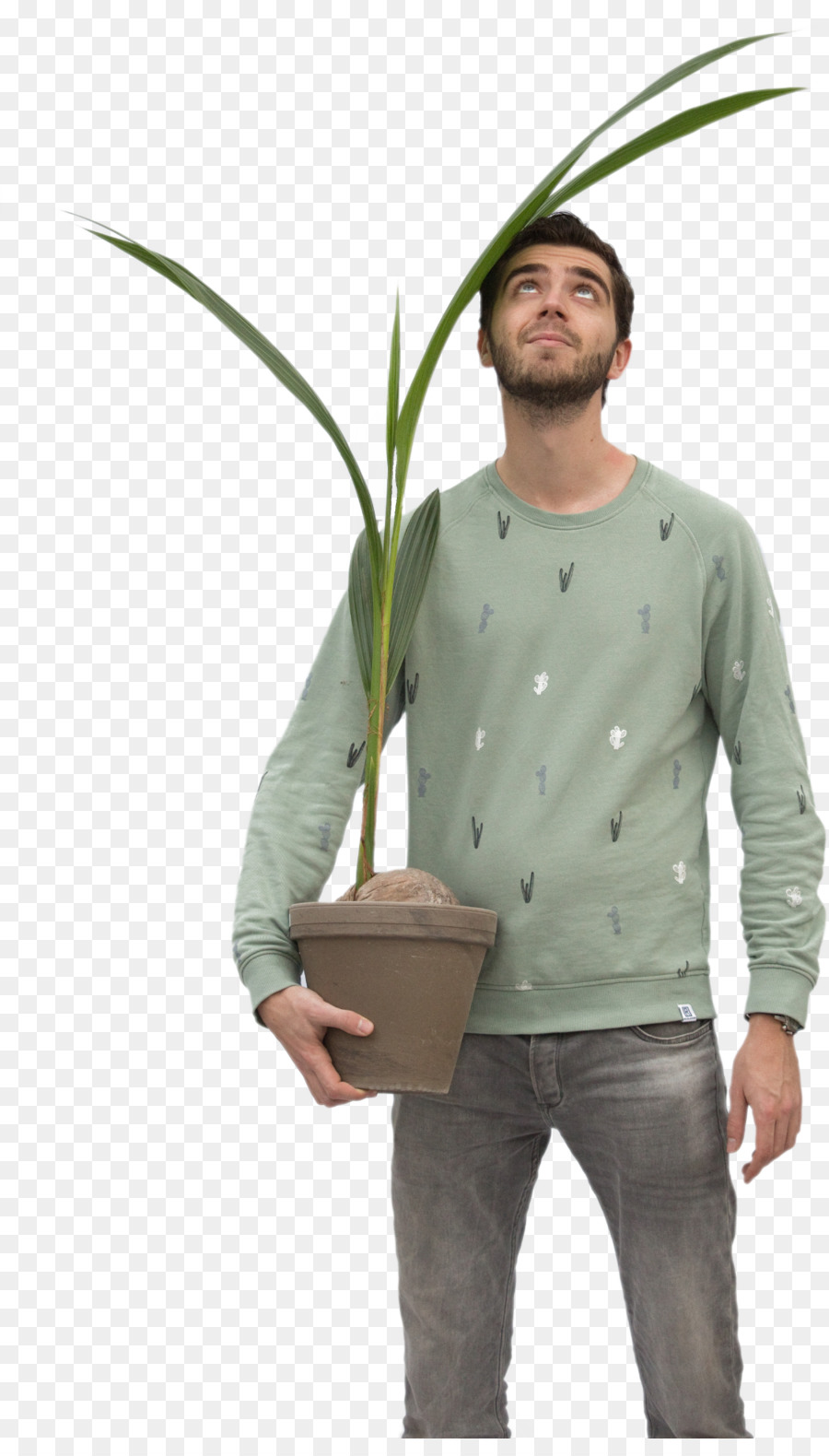 Planta De Interior，Planta PNG