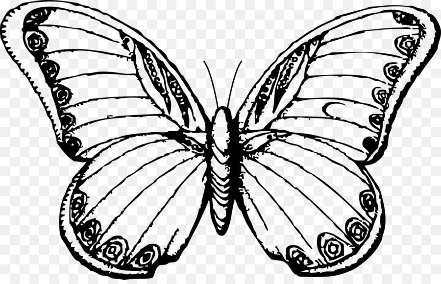 Mariposa，Arte Lineal PNG