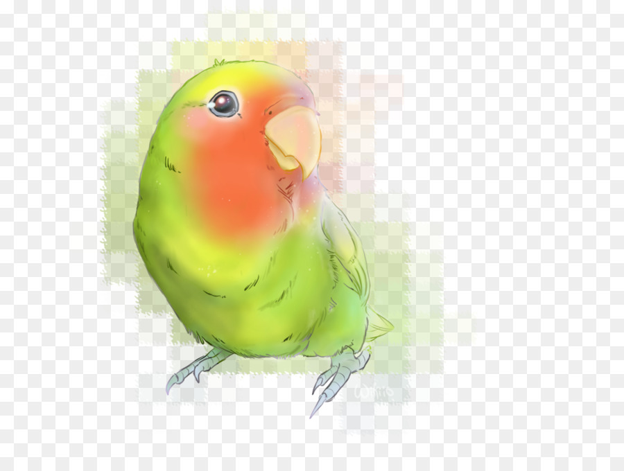 Agapornis，Parakeet PNG