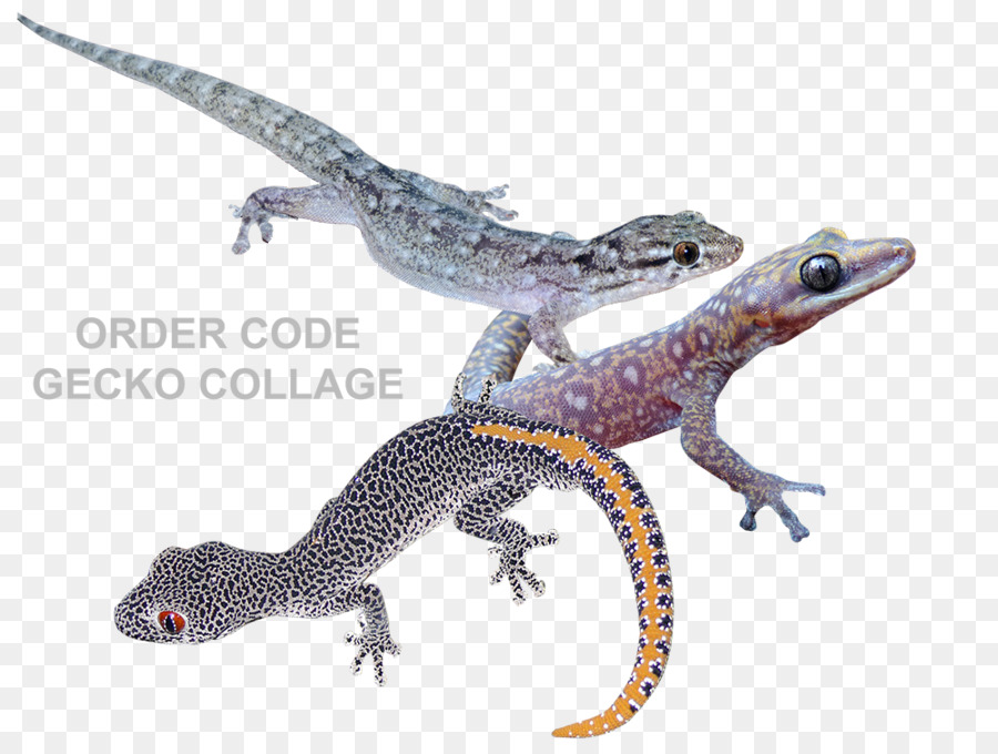 Geco，Reptiles PNG