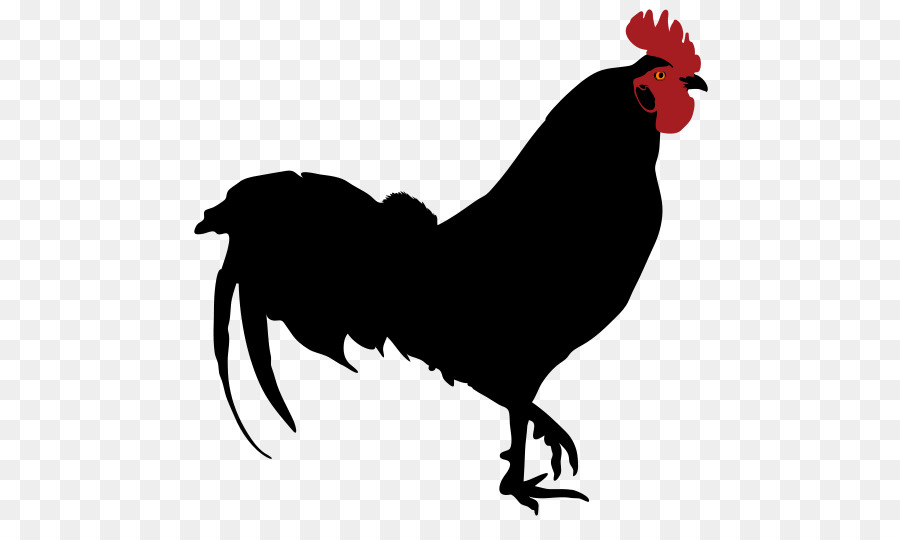 Pollo，Pájaro PNG