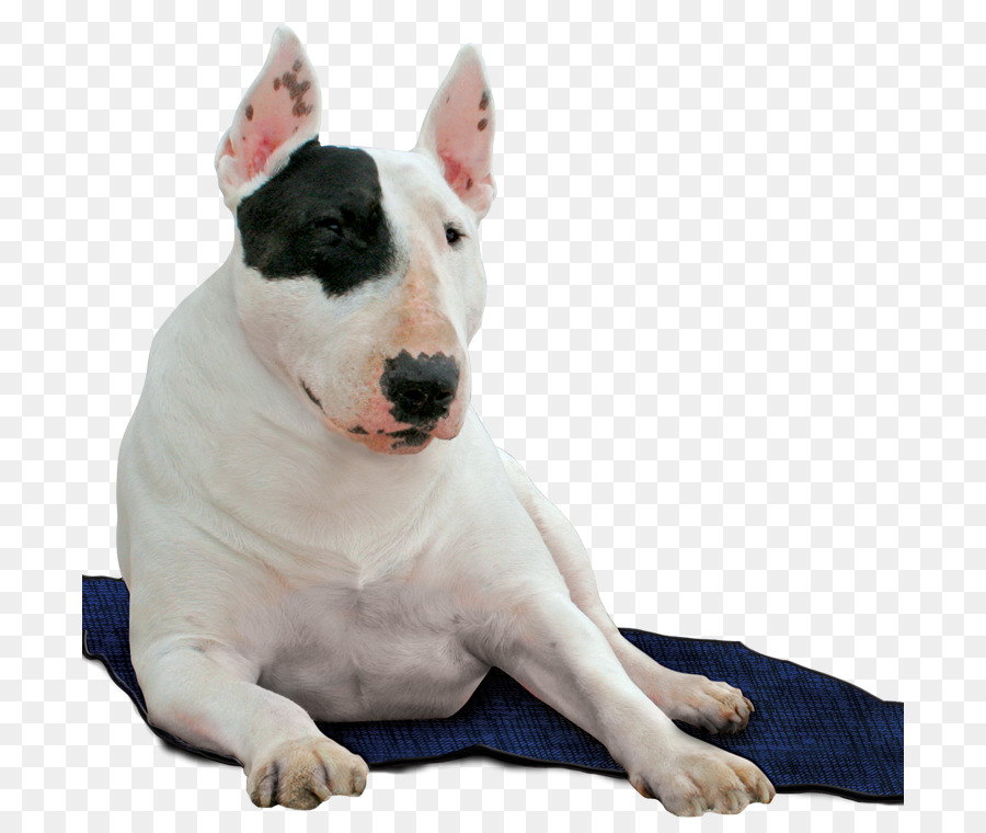 Perro，Azul PNG