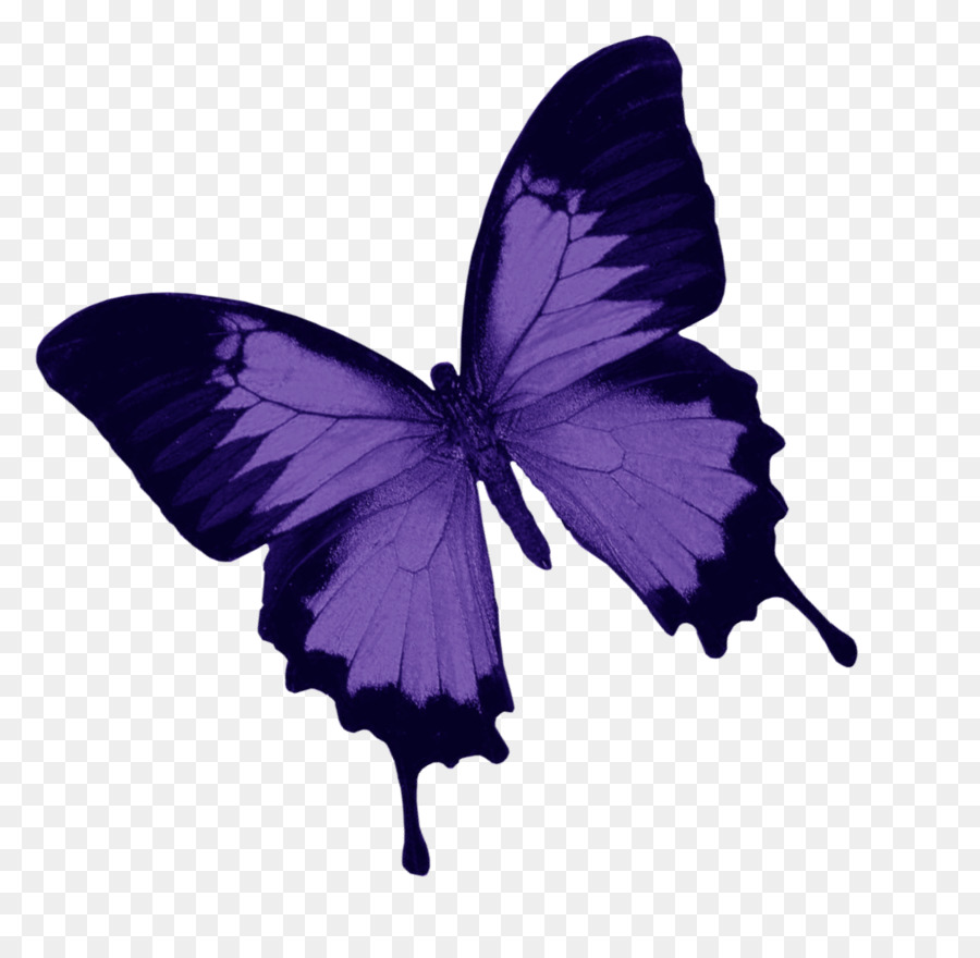 Mariposa，Azul PNG