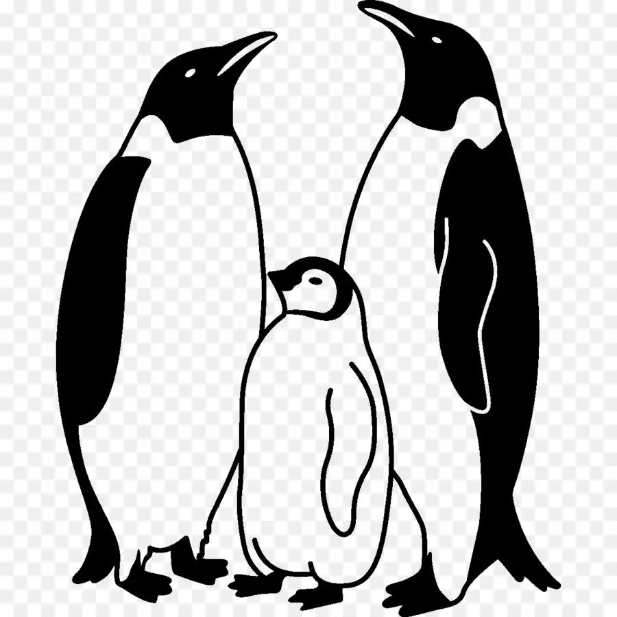Pingüino Rey，Pingüino PNG