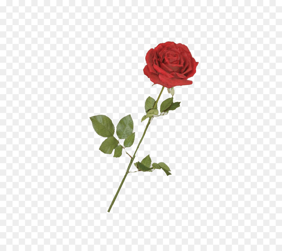 Rosa，Rojo PNG