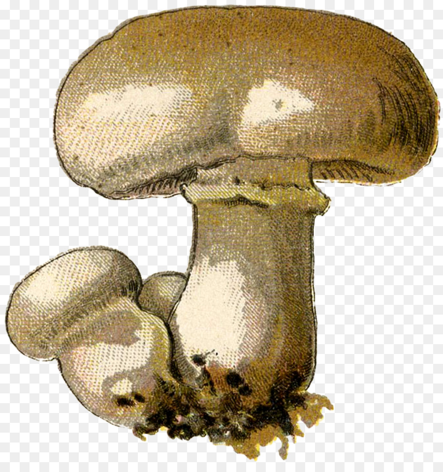 Hongo Común，Pleurotus Eryngii PNG