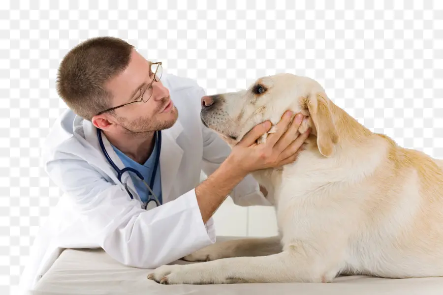 Perro，Veterinario PNG