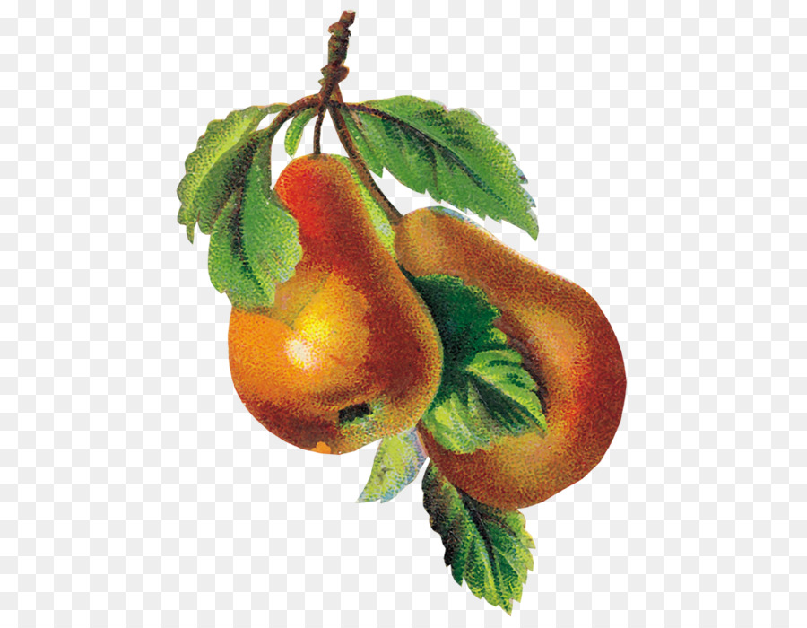 Manzana，Pera PNG