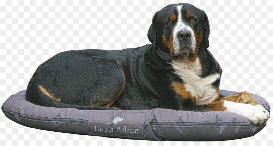 Perro De Montaña De Bernese，Gato PNG