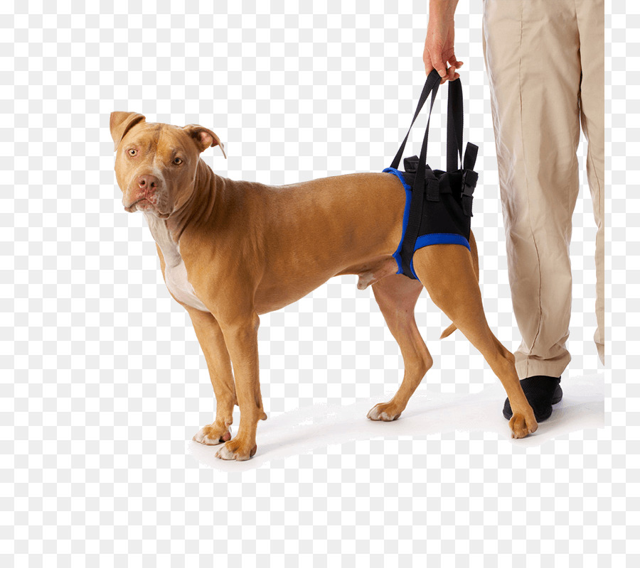 Raza De Perro，Perro PNG