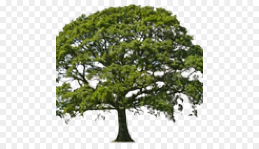 Árbol，Roble PNG