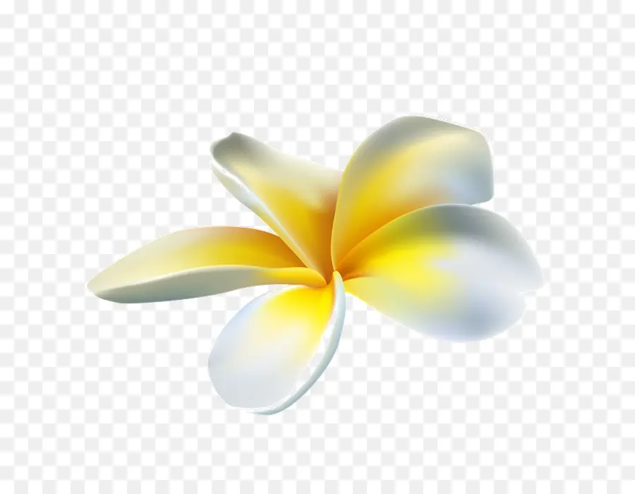 Frangipani，Pétalo PNG