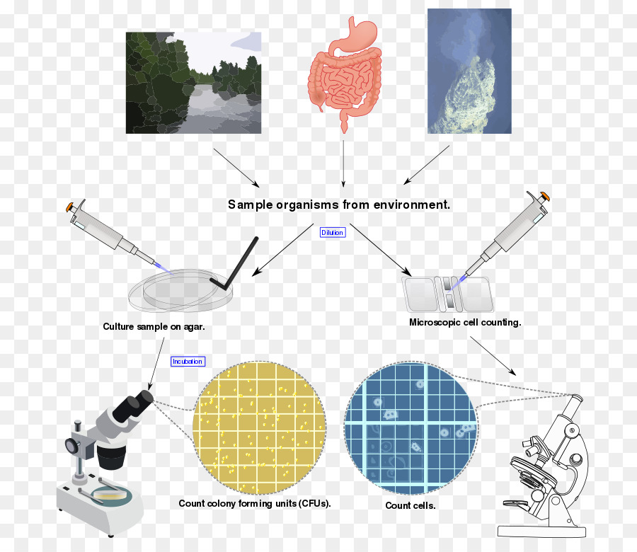 Ecología Microbiana，Ecología PNG