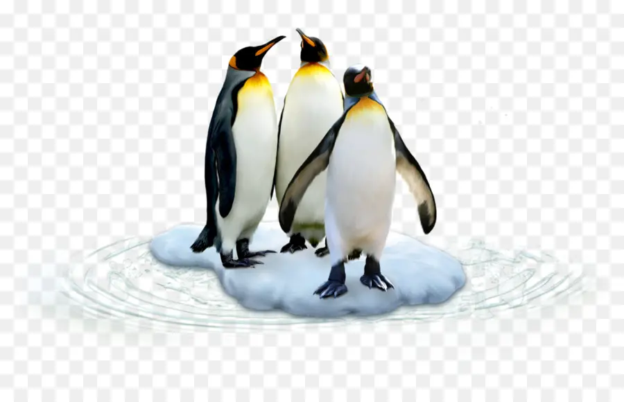 Pingüinos，Hielo PNG