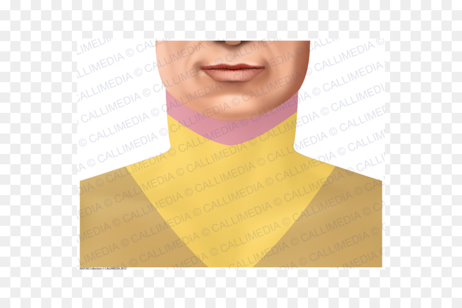 Cuello，Amarillo PNG