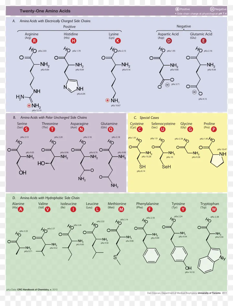 Aminoácido Proteinogénico，Aminoácidos PNG