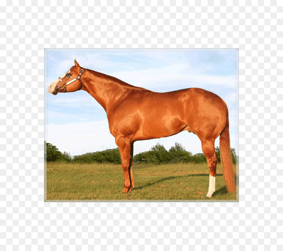 Semental，Appaloosa PNG