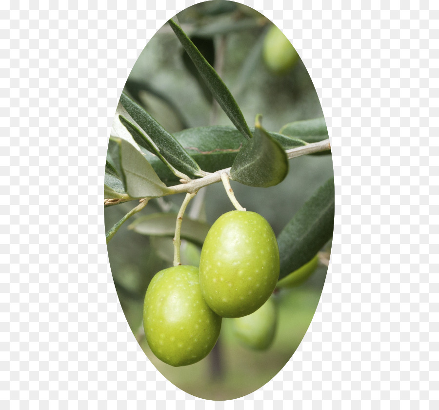 Aceitunas，Verde PNG