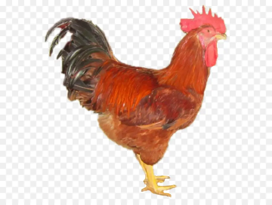 Gallo，Gà Ta Lai PNG