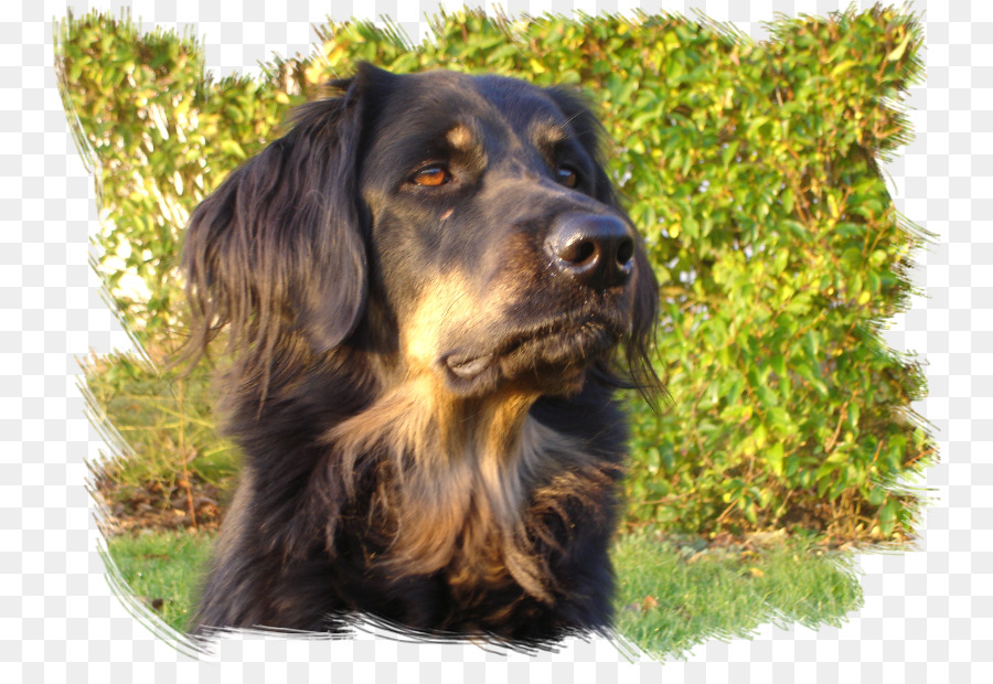 Field Spaniel，Boykin Spaniel PNG