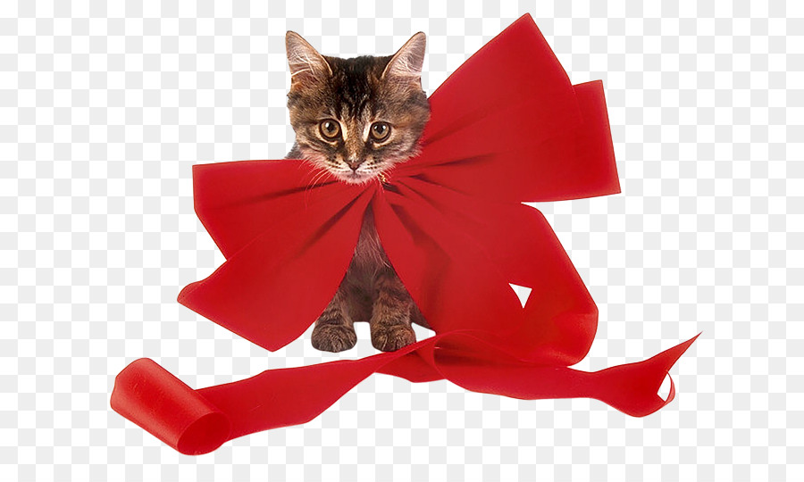 Gatito，Gato PNG