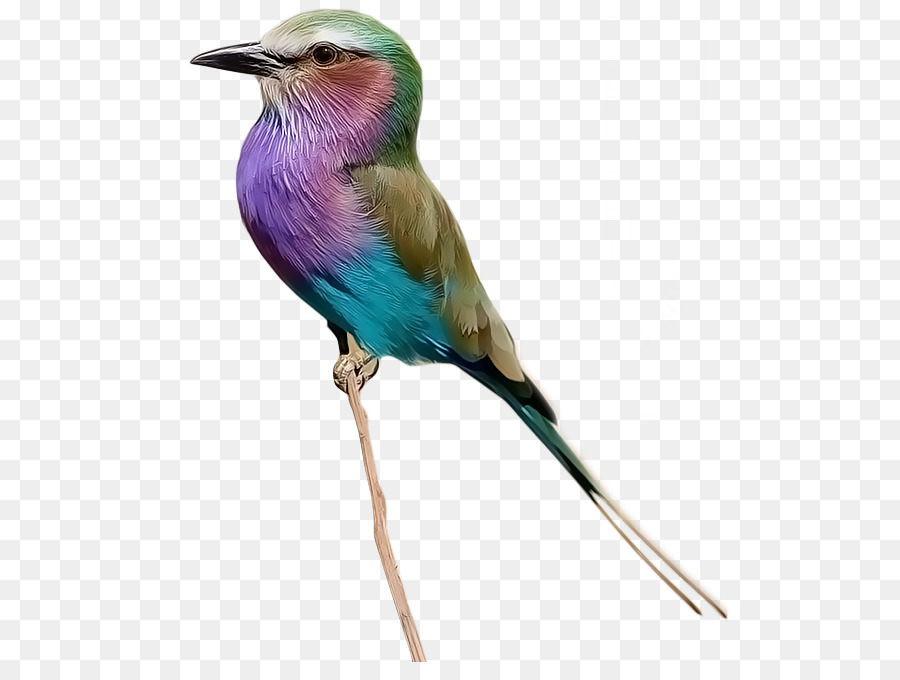 Aves，Loro PNG