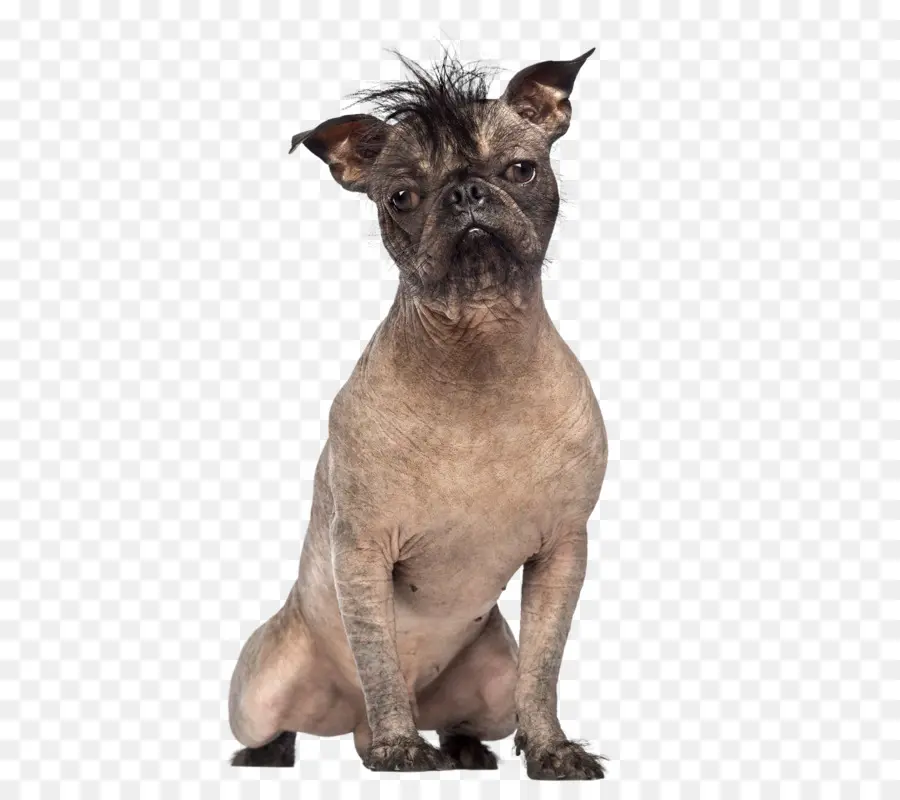 Perro，Mascota PNG