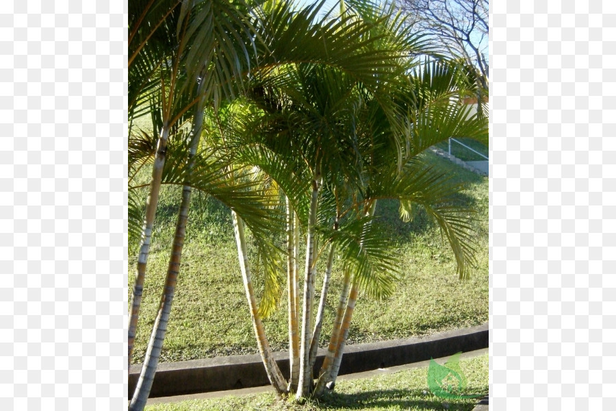 Areca Palm，Habitación PNG