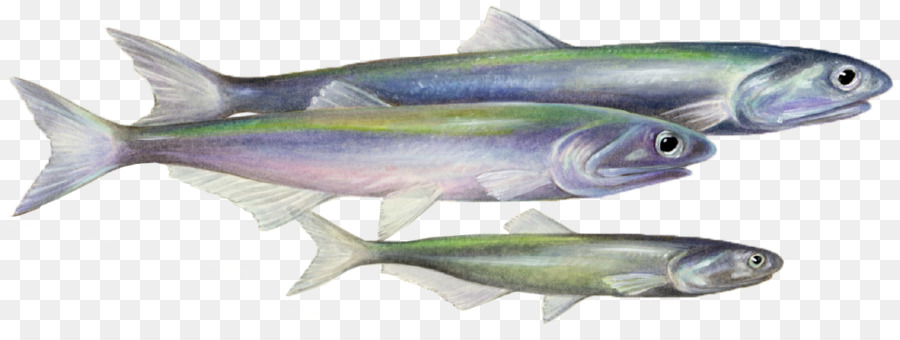 Sardina，Los Productos De Pescado PNG