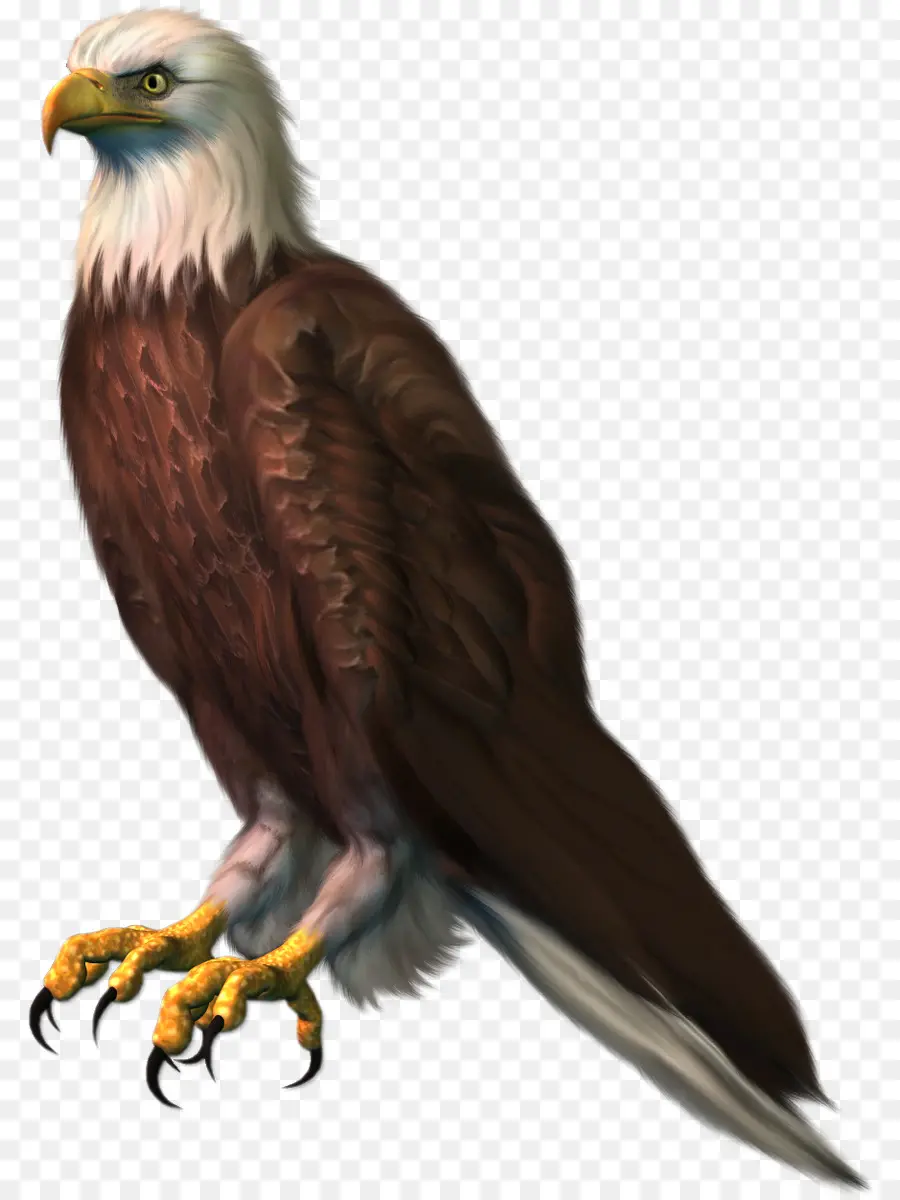 Aves，águila Calva PNG