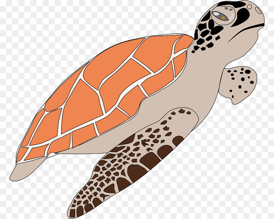 Tortuga，Caparazón PNG