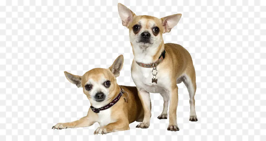 Chihuahua，Pinscher Alemán PNG