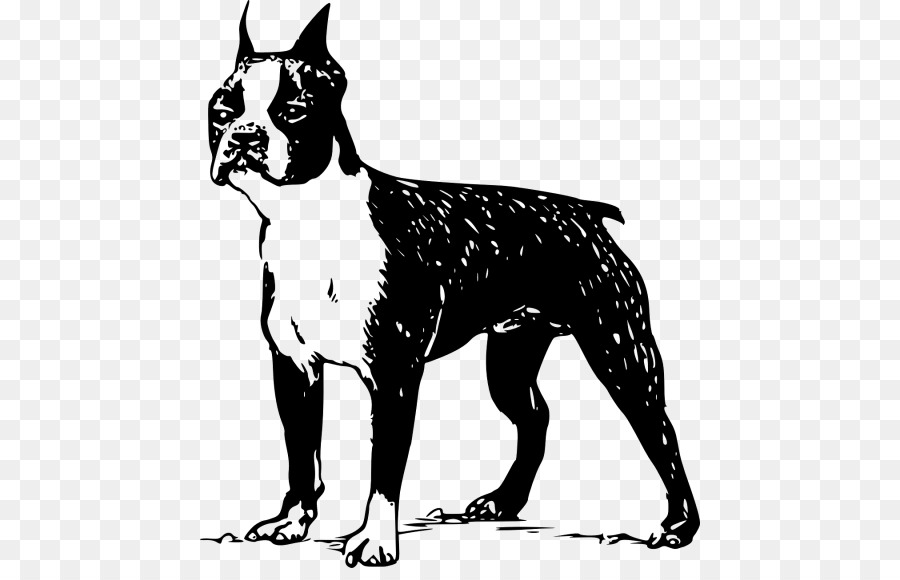 Terrier De Boston，Bull Terrier PNG