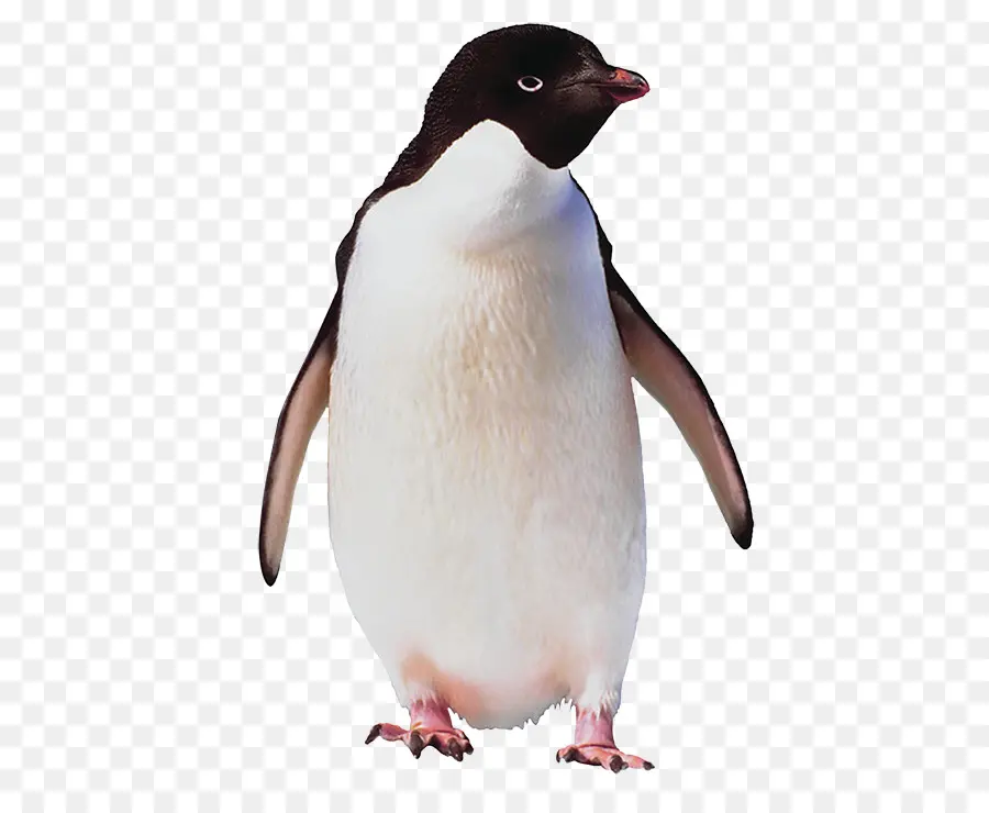 Pingüino，Pájaro PNG