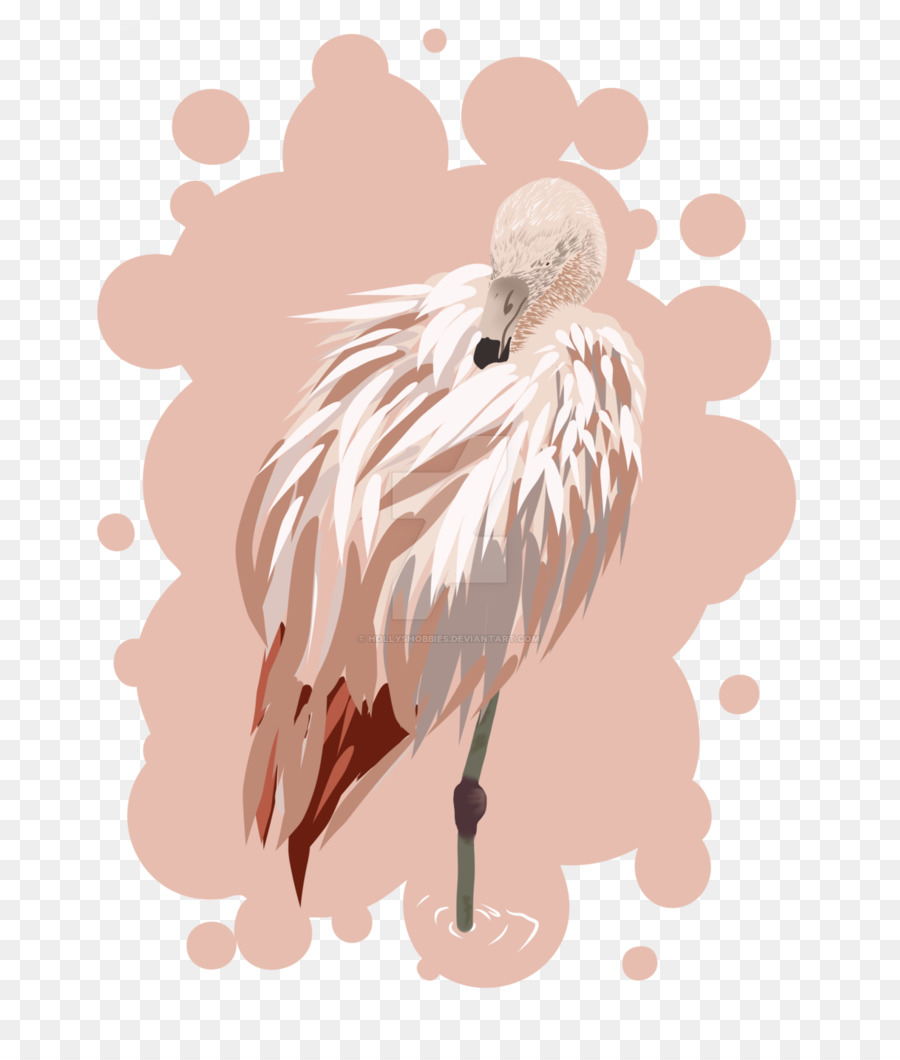 Pico，Aves PNG