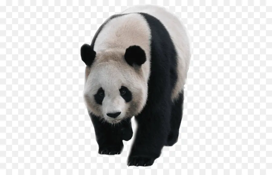 Panda，Oso PNG