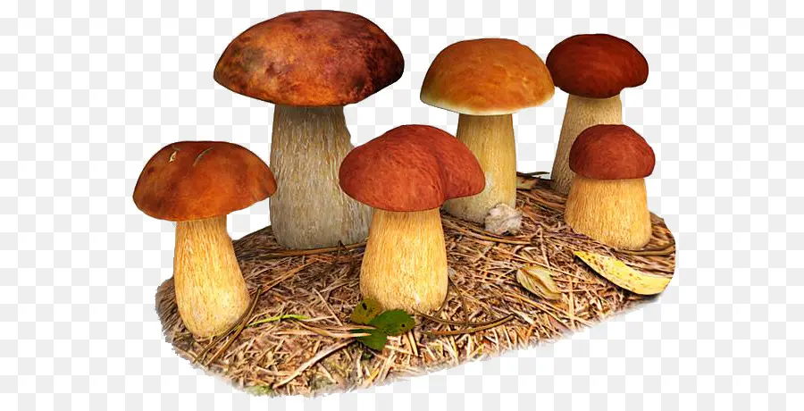 Boletus Edulis，Turbosquid PNG